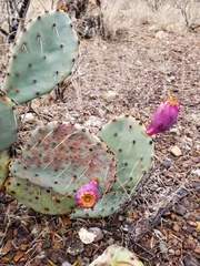 Opuntia pyrocarpa