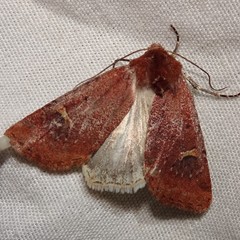 Eucoptocnemis fimbriaris