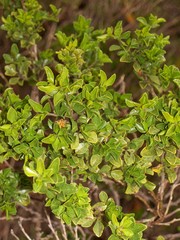 Psoralea bracteolata