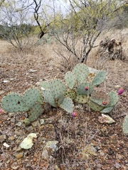 Opuntia pyrocarpa
