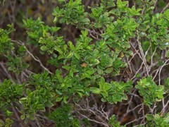 Psoralea bracteolata