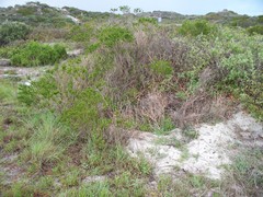 Psoralea bracteolata