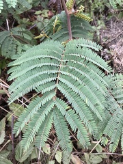Paraserianthes