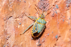 Antestiopsis cederwaldi