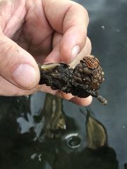 Styelidae