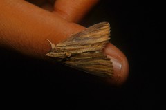 Ercheia