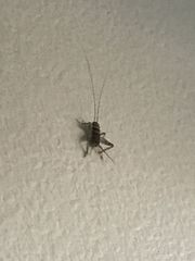 Gryllodes sigillatus