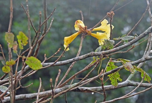 Handroanthus pulcherrimus (Sandwith) S.O.Grose 2