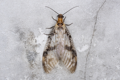 Neochauliodes sinensis