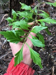 Phyllocladus aspleniifolius