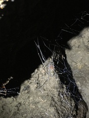 Hickmania troglodytes