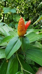 Costus pulverulentus