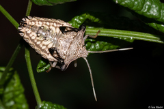 Heteroptera