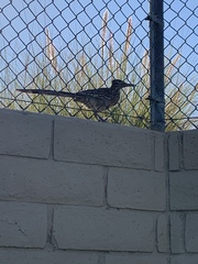 Geococcyx californianus