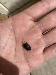 Eusattus reticulatus