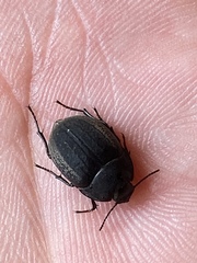 Eusattus reticulatus