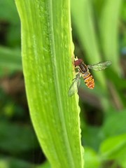 Toxomerus pulchellus