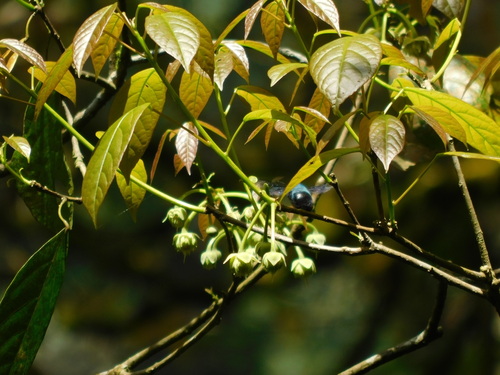 Xylocopa caerulea