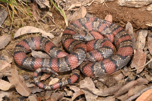 Photo of a Mexican Kingsnake (leonis) (Lampropeltis leonis)