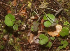 Hydrocotyle robusta