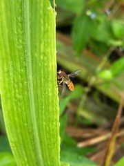 Toxomerus pulchellus