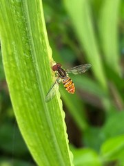 Toxomerus pulchellus