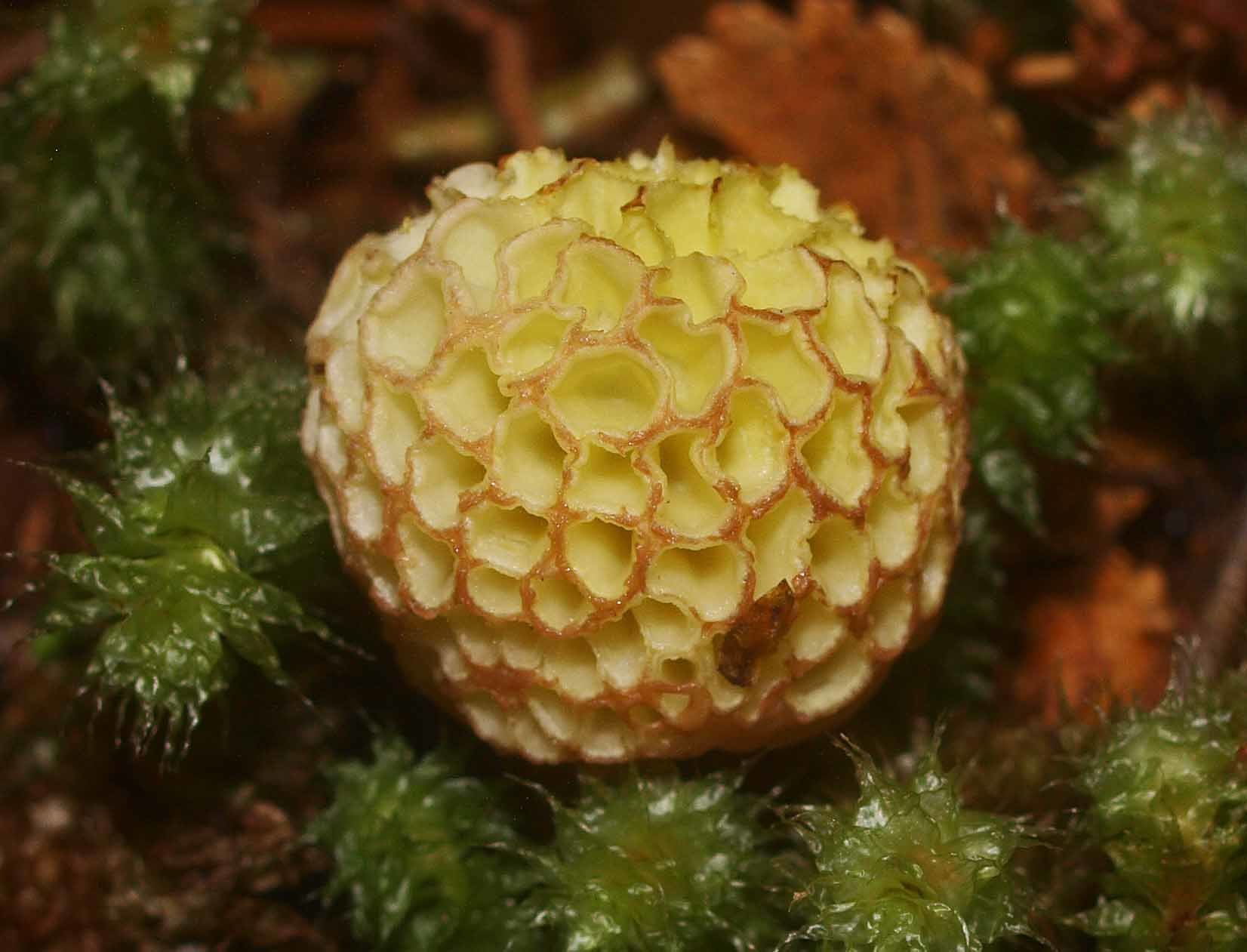 Cyttaria image