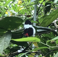 Heliconius sapho sapho