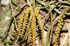 Campylocentrum grisebachii