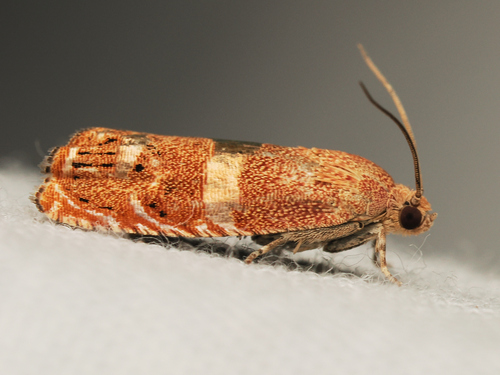 Filbertworm Moth photo 6