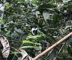 Heliconius sapho sapho