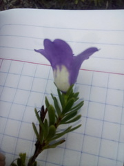 Leucophyllum pringlei