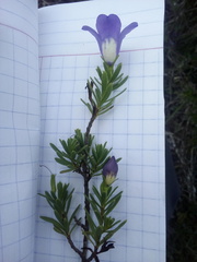 Leucophyllum pringlei