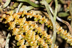 Campylocentrum grisebachii