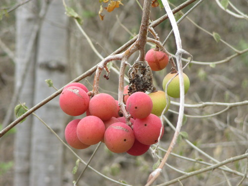 Ampelocissus acapulcensis (Ampelocissus acapulcensis)
