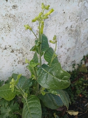 Nicotiana langsdorffii, photograph (c) naturewatchwidow, some rights reserved (CC BY)