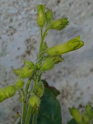 Nicotiana langsdorffii, photograph 5