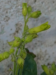 Nicotiana langsdorffii, photograph (c) naturewatchwidow, some rights reserved (CC BY)