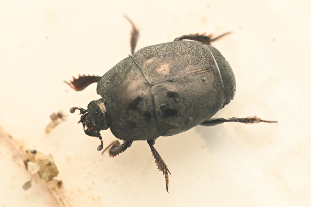 Hypocaccus estriatus