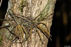 Campylocentrum grisebachii