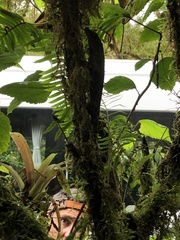 Anolis aequatorialis