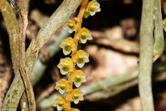 Campylocentrum grisebachii