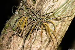 Campylocentrum grisebachii