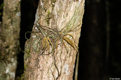 Campylocentrum grisebachii