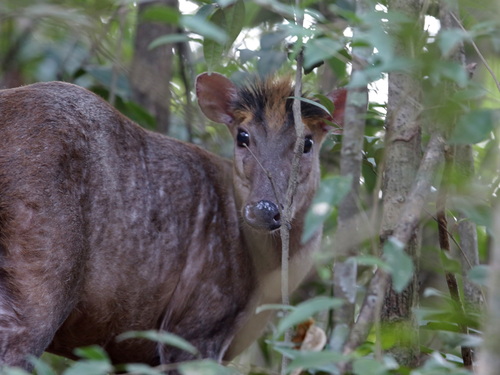 Fea's Muntjac (Muntiacus feae)