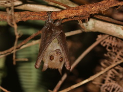 Ratanaworabhan's Fruit Bat photo 2