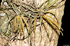 Campylocentrum grisebachii