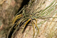 Campylocentrum grisebachii