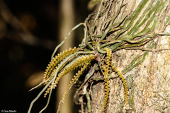 Campylocentrum grisebachii