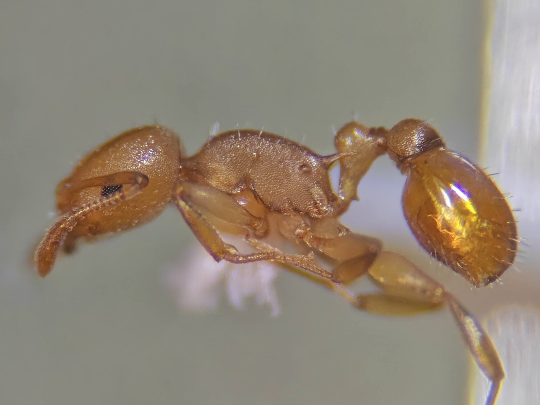 Temnothorax albispinus